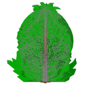 2D Tree Elevation Parametric Scale with Height 