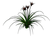 3D Lily plant 