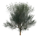 3D Planting Graphic - Complex 15925 
