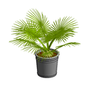 3D Potted Plant 10 