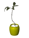 3D Potted Plant 11 