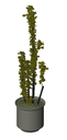3D Potted Plant 12 