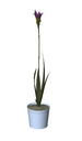 3D Potted Plant 3 