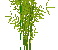 Potted_Bamboo