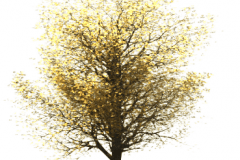 RPC_Tree_-_Fall