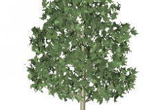 a_tree35