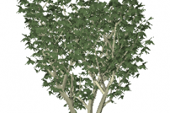 a_tree49